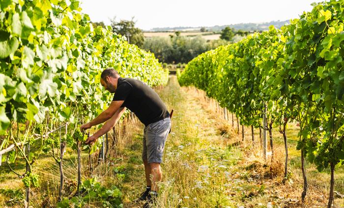 A man working in the vineyard